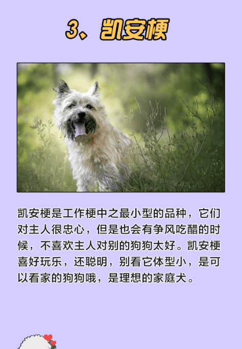 十大最可爱的狗,什么宠物犬最受欢迎图12