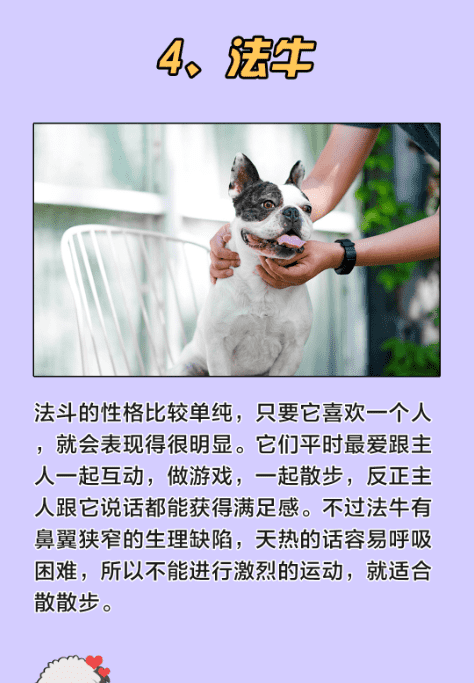 十大最可爱的狗,什么宠物犬最受欢迎图13