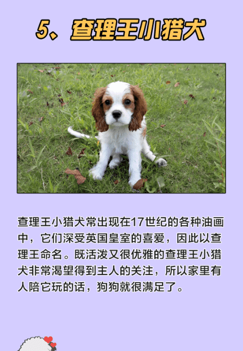 十大最可爱的狗,什么宠物犬最受欢迎图14