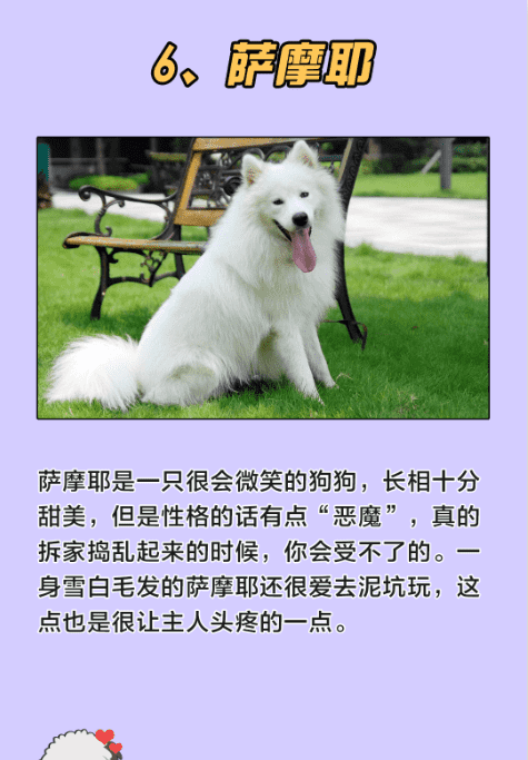 十大最可爱的狗,什么宠物犬最受欢迎图15