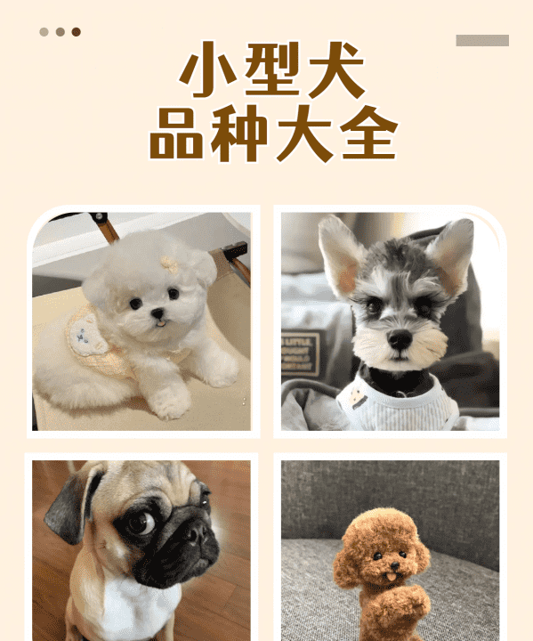 小型犬品种大全,小型犬品种大全