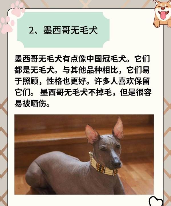 小型犬品种大全,小型犬品种大全图23