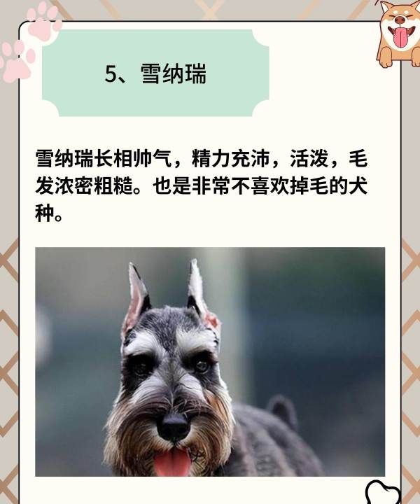 小型犬品种大全,小型犬品种大全图26