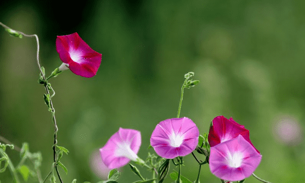 牵牛花秋天怎么养,秋天可以种植牵牛花