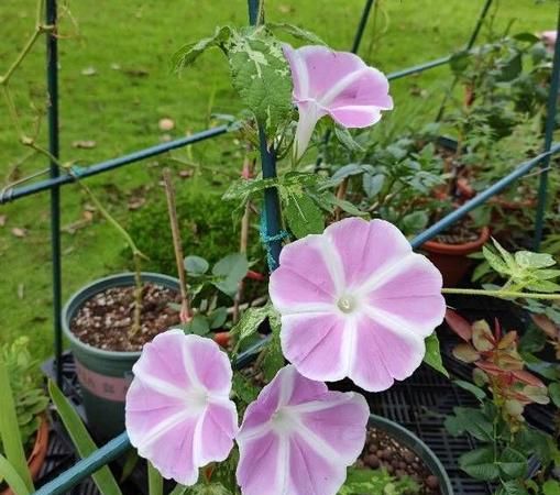 牵牛花秋天怎么养,秋天可以种植牵牛花图3