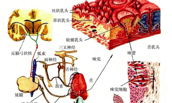 味的拼音,味的拼音是什么图4