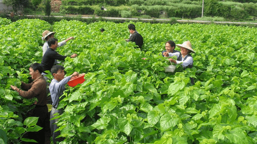 桑树怎么种植桑叶什么时修剪,什么时候适合种桑苗如何种植桑苗图8