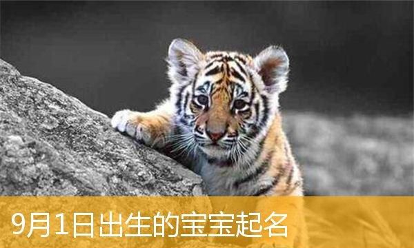 虎宝宝取名字大全集,龙年生的孩子起名大全图4