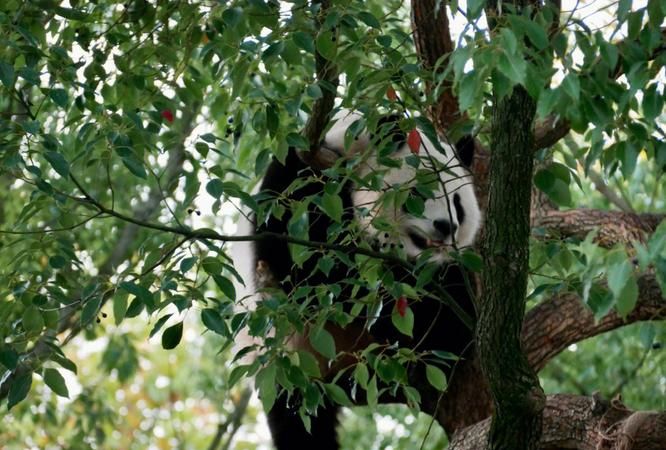 一般动物园有大熊猫,动物园里有大熊猫4只长颈鹿9只