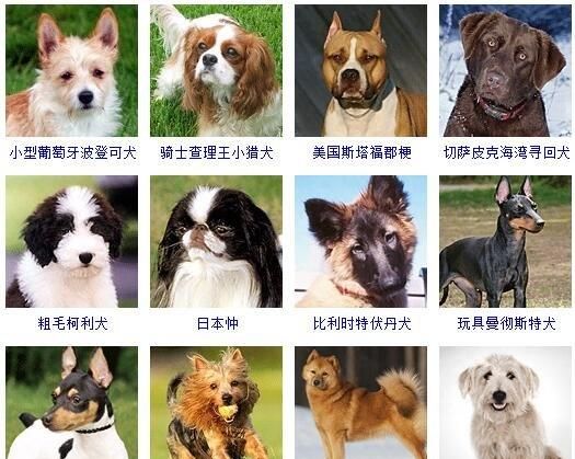 狗狗品种名称大全,狗的品种大全及名称大型犬