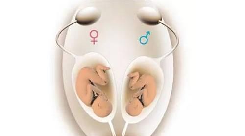 龙凤胎怎么样才能怀,怎么能生龙凤胎的方法图13