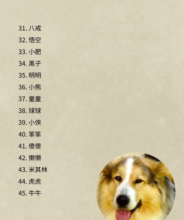 狗狗名字大全一对,00个好听到爆的狗狗名字图4