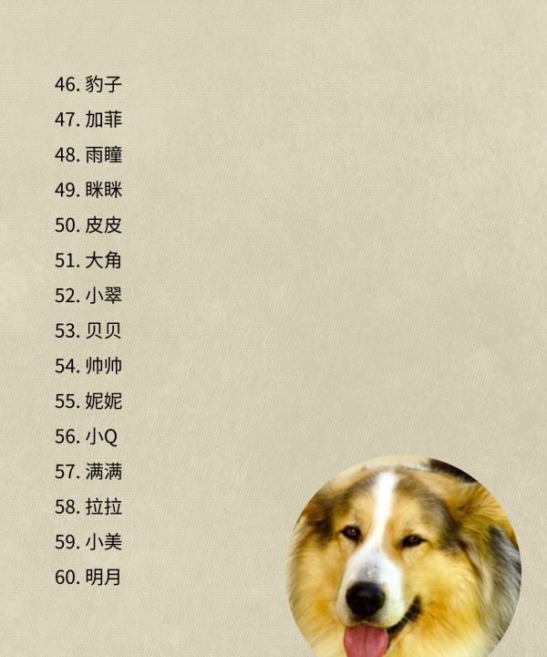 狗狗名字大全一对,00个好听到爆的狗狗名字图5