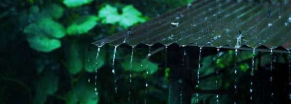 梅雨季节的梅是哪一个梅,梅雨季节的梅是哪个梅