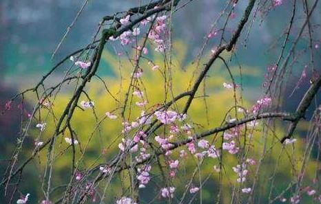 关于元宵节的诗有哪些三年级，元宵节的诗 元宵节的诗有什么