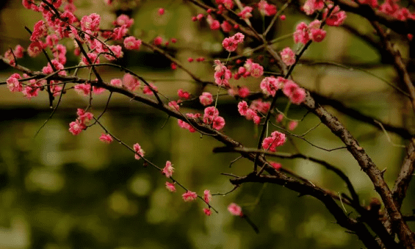 怎么样拍摄梅花，梅花怎么拍才好看图4