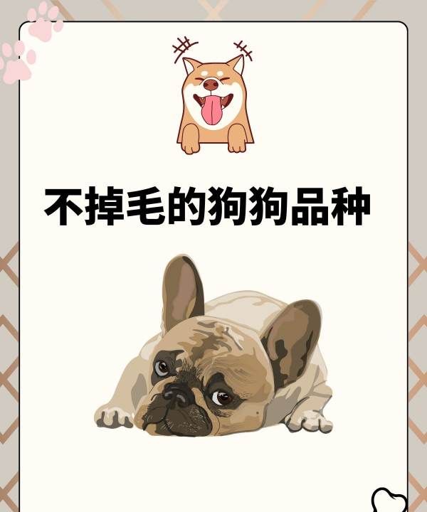 小型犬品种大全,不掉毛的狗狗品种