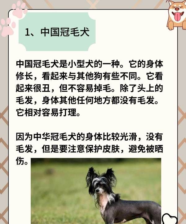 小型犬品种大全,不掉毛的狗狗品种图2