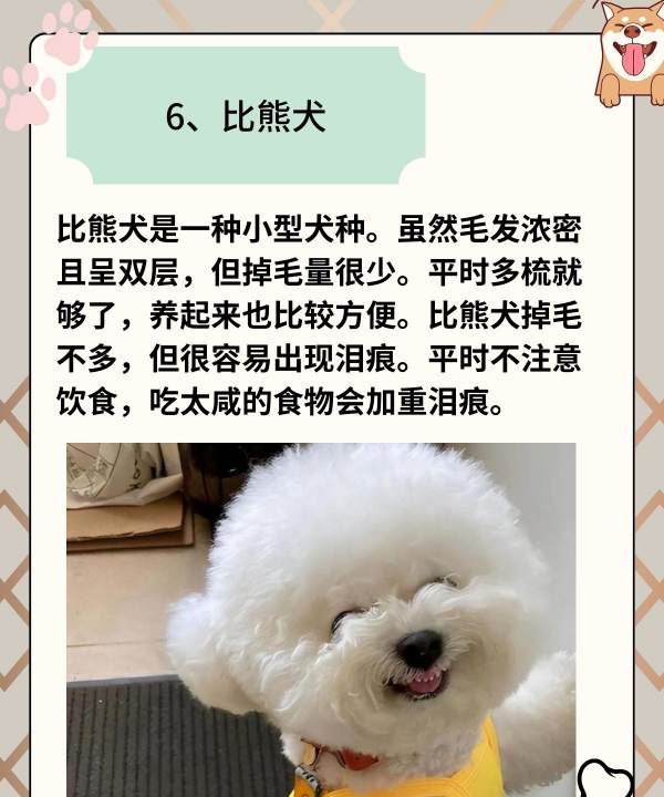 小型犬品种大全,不掉毛的狗狗品种图7