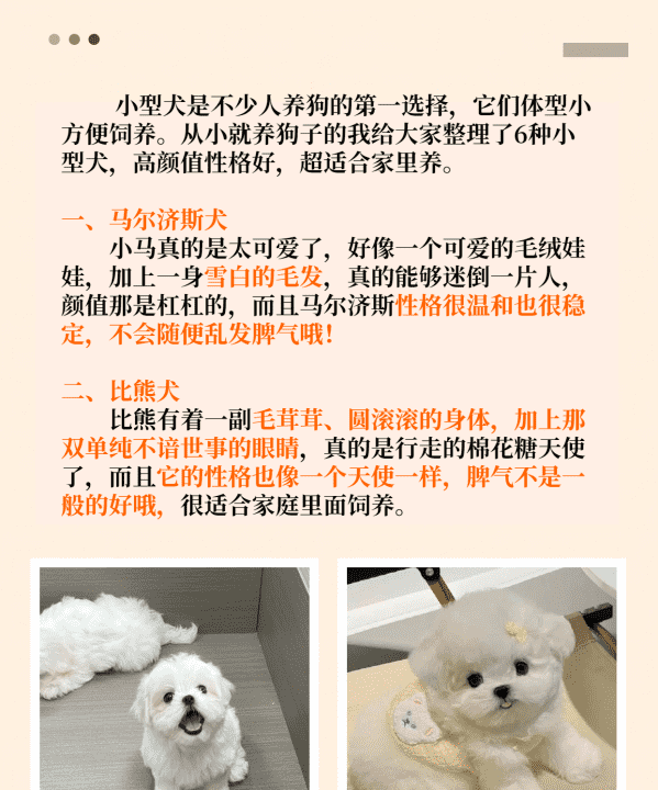 小型犬品种大全,不掉毛的狗狗品种图10