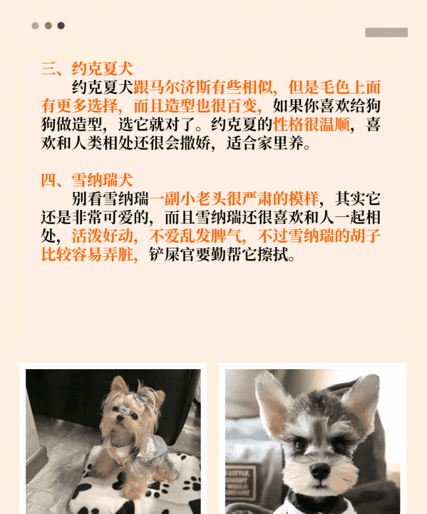 小型犬品种大全,不掉毛的狗狗品种图11