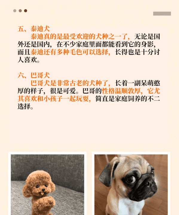 小型犬品种大全,不掉毛的狗狗品种图12