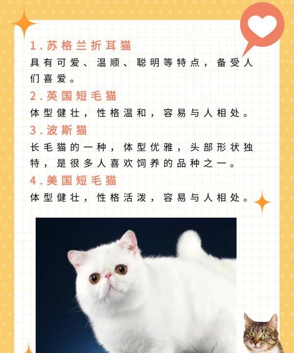 宠物猫品种大全介绍,猫咪品种大全介绍图10