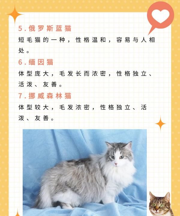 宠物猫品种大全介绍,猫咪品种大全介绍图11