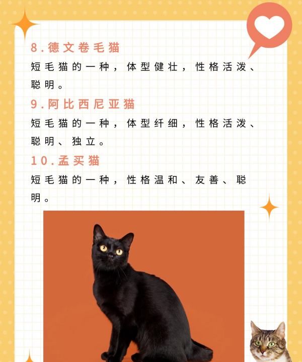 宠物猫品种大全介绍,猫咪品种大全介绍图12