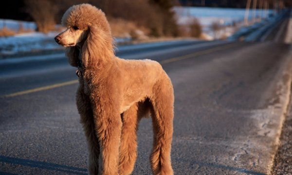 宠物犬品种大全,宠物犬有哪些品种图1