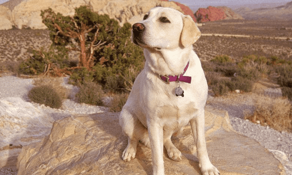 宠物犬品种大全,宠物犬有哪些品种图8