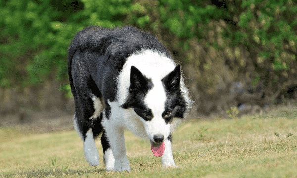 宠物犬品种大全,宠物犬有哪些品种图12