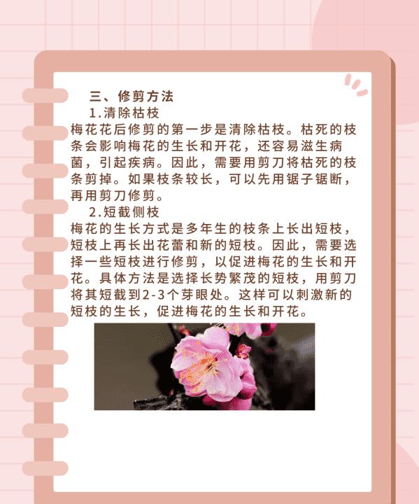 梅花修剪时间和方法，梅花修剪时间是什么时候图3