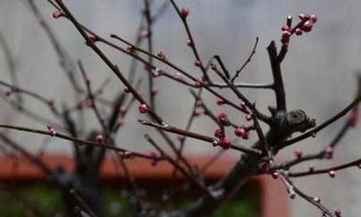 梅花修剪时间是什么时候,梅花修剪时间和方法