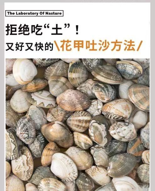 怎么快速吐沙,怎么让贝壳快速吐沙子图6