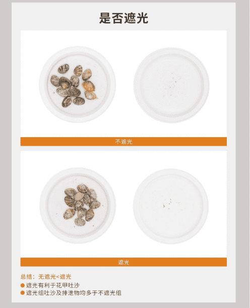 怎么快速吐沙,怎么让贝壳快速吐沙子图11