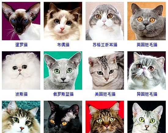 宠物猫名字大全洋气,宠物猫名字可爱洋气图5