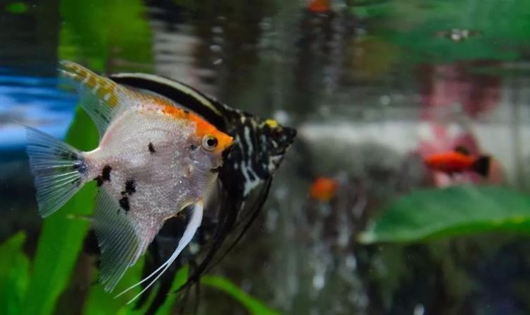 热带鱼如何喂食,热带鱼饲料可以喂金鱼