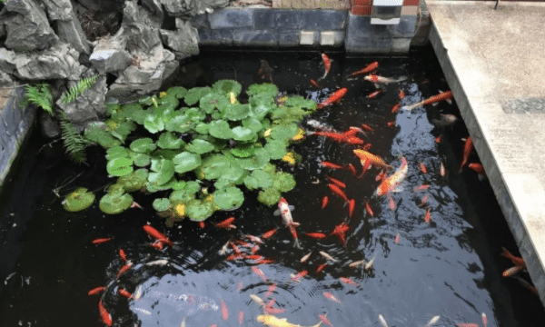 露天的鱼池怎么样防绿水，鱼池水变绿怎么办 露天养什么鱼好图7