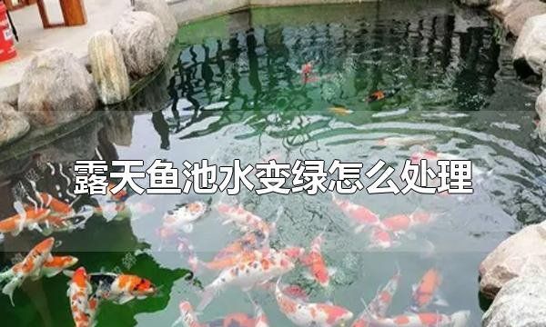 露天的鱼池怎么样防绿水，鱼池水变绿怎么办 露天养什么鱼好图12