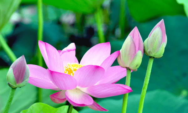 莲花里的叫什么，莲花里面是什么颜色图3