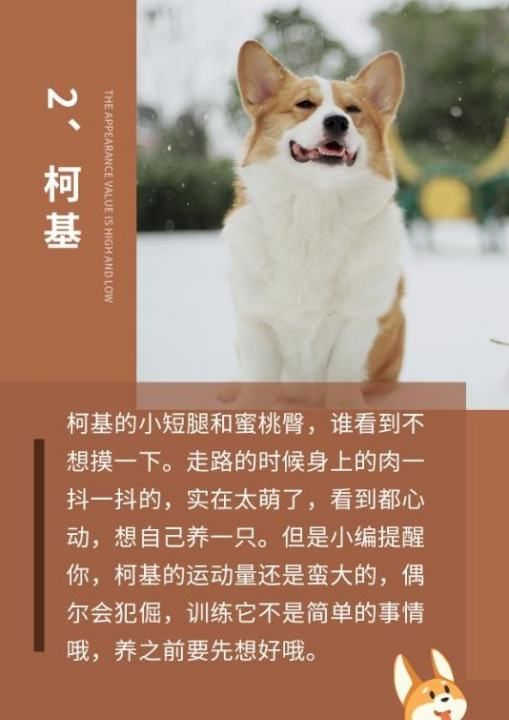 狗狗大全可爱,可爱的狗萌萌图6