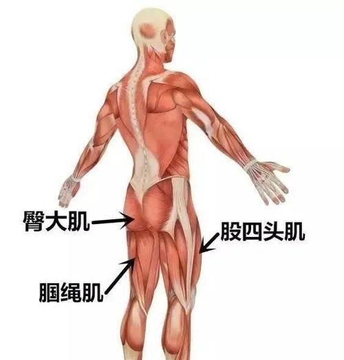 人的肌肉类型分几种,肌肉分为哪几种类型