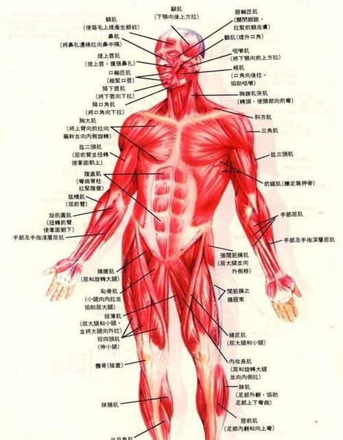 人的肌肉类型分几种,肌肉分为哪几种类型图2