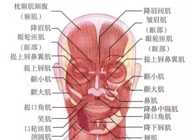 人的肌肉类型分几种,肌肉分为哪几种类型图5