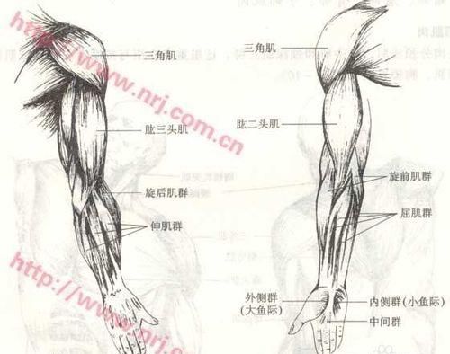 肌肉分几种类型,肌肉形状分类有哪些类型图3