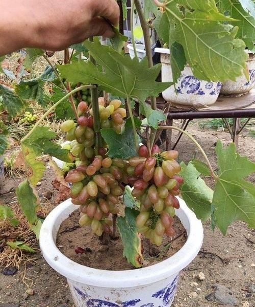 阳台盆栽葡萄种植方法,阳台种葡萄树的方法是什么图2