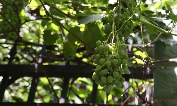 阳台盆栽葡萄种植方法,阳台种葡萄树的方法是什么图7