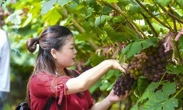 阳台盆栽葡萄种植方法,阳台种葡萄树的方法是什么图8