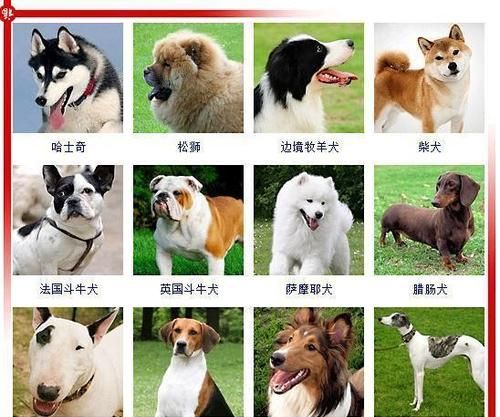 宠物狗价格一览表,什么大型宠物犬最便宜又好养